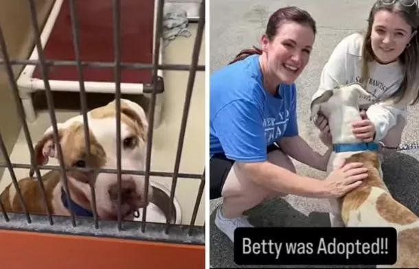 Shelter dog’s day out leads to a new home