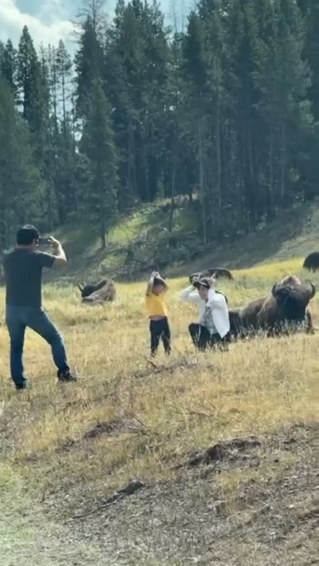 Yellowstone Tourists Take Wild Risks for Pics