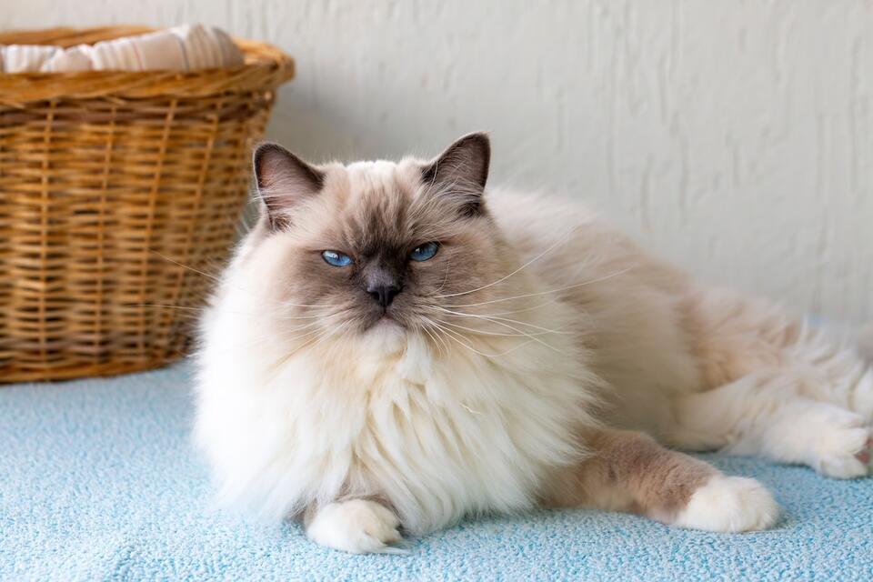 Cat Dad’s Babysitting Fail Is Hilarious