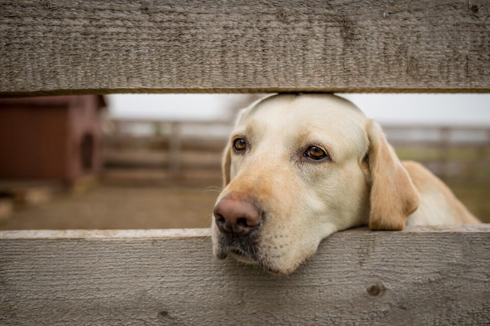This Labrador’s morning routine will make your day