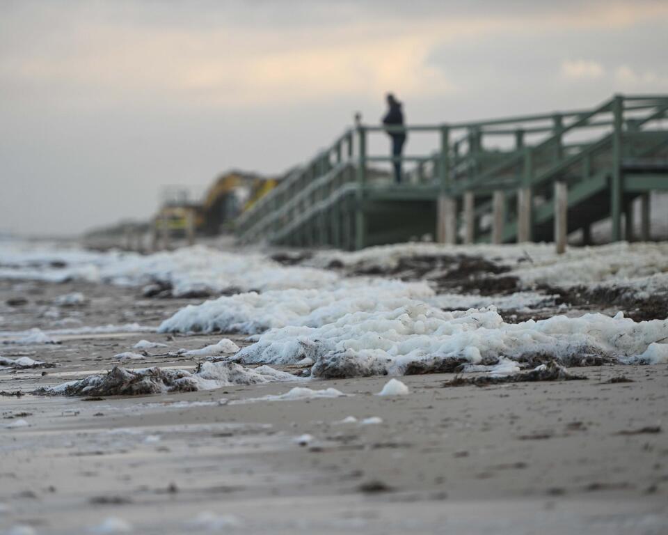 South Australia’s beaches hit by mass marine deaths
