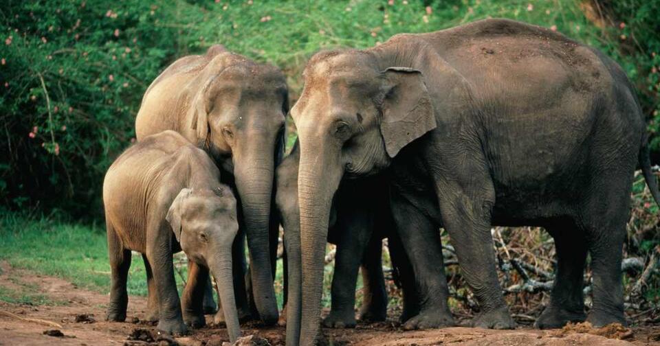 They Said Elephants Communicate. I Barely Do.