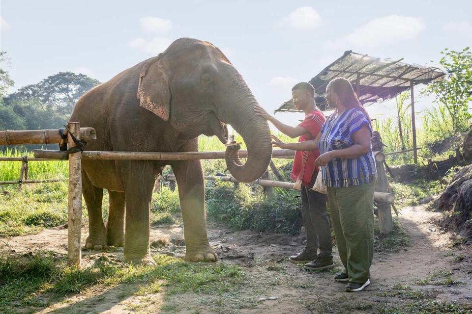 Elephants Are Basically Talking to Us!