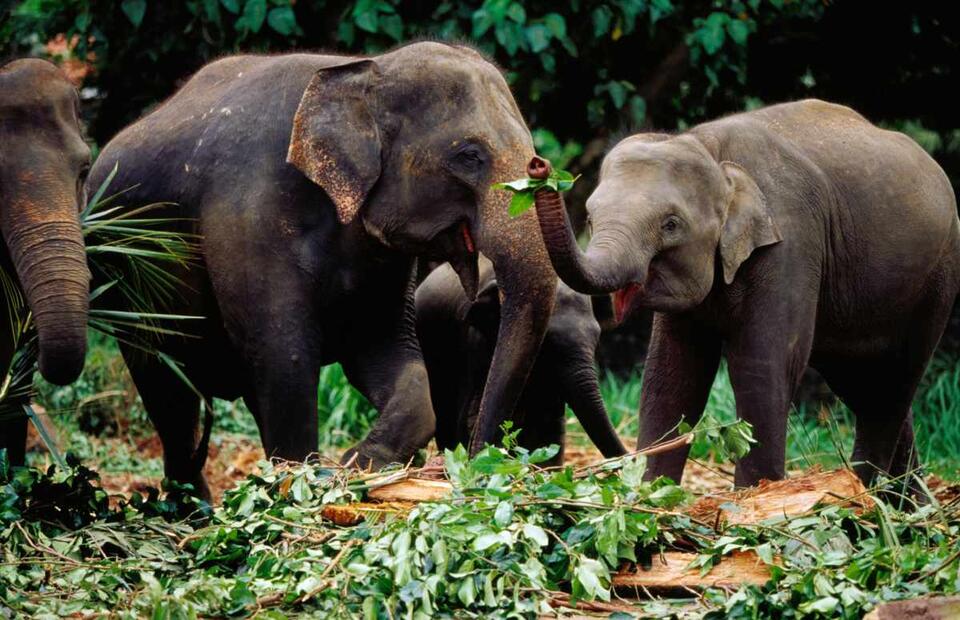 Elephants Are Basically Talking to Us!