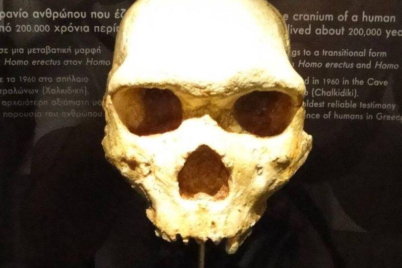 Ancient 'Unicorn' Skull Found in Greece?!