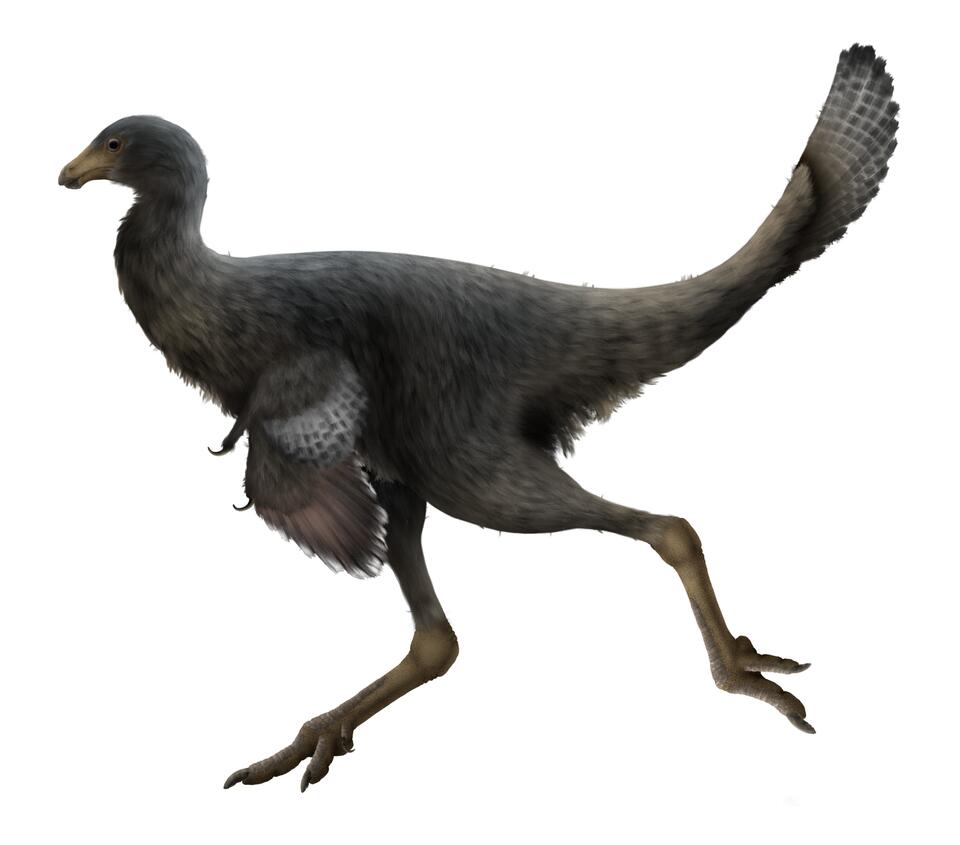 I Studied Dinosaurs. I Felt Small Too