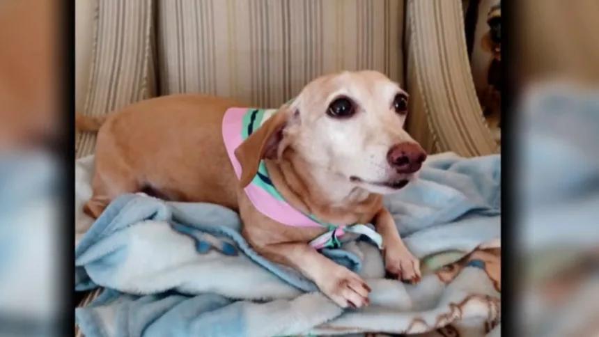 Chicago neighbors unite to bring Bam Bam home