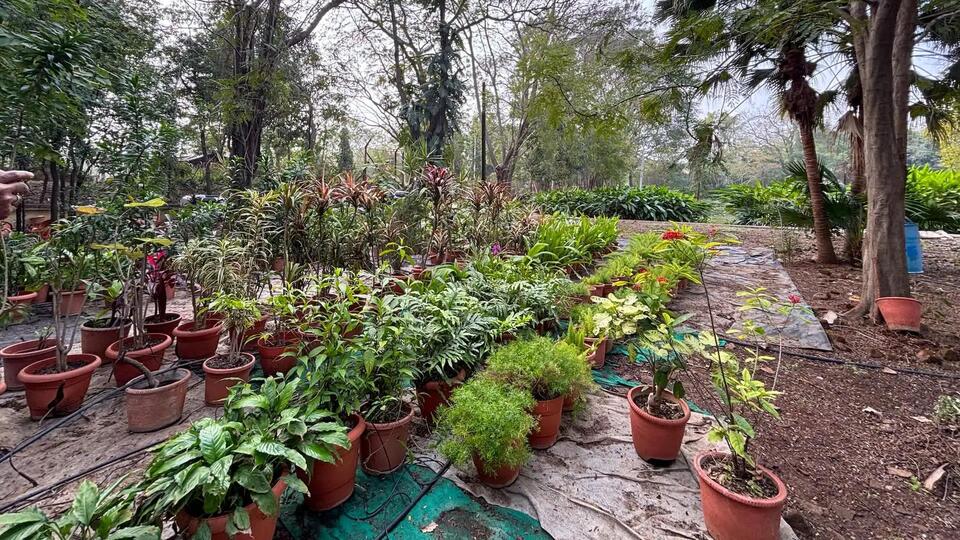 Garden favorite turning into a nightmare for UK yards