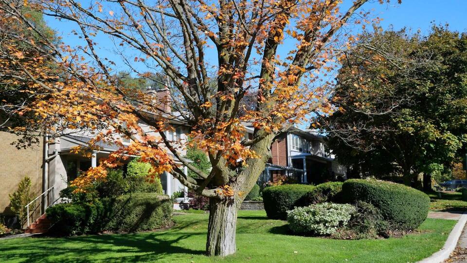 HOA's spray foam tree fix leaves neighbors baffled