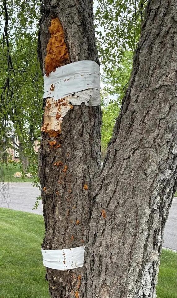 HOA's spray foam tree fix leaves neighbors baffled