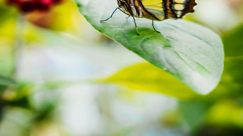 Butterflies love this easy ground cover