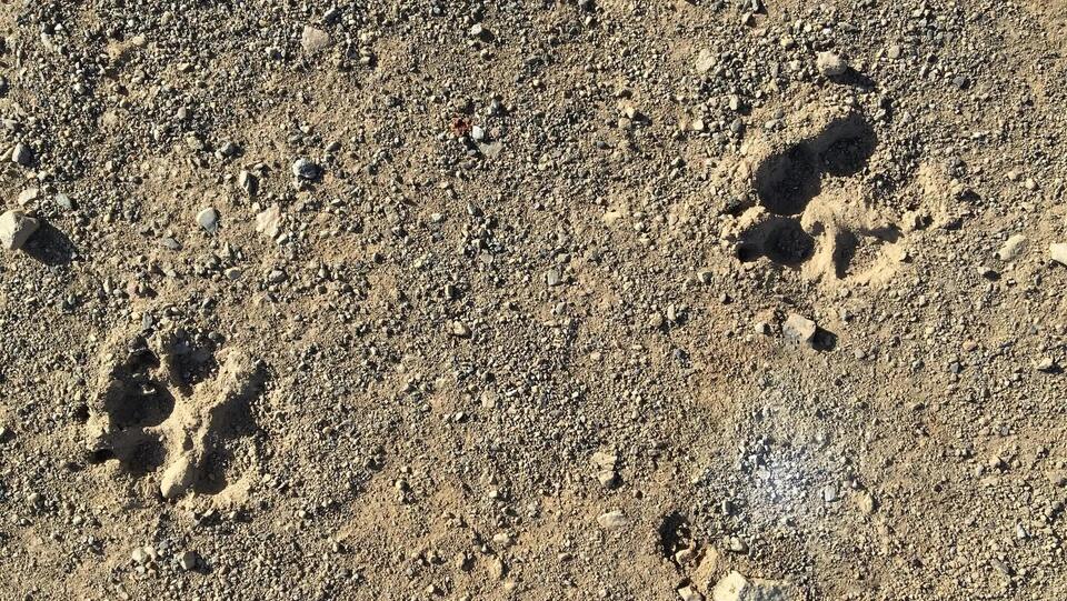 Wild Jaguar Cub Spotted—Hope for Argentina!