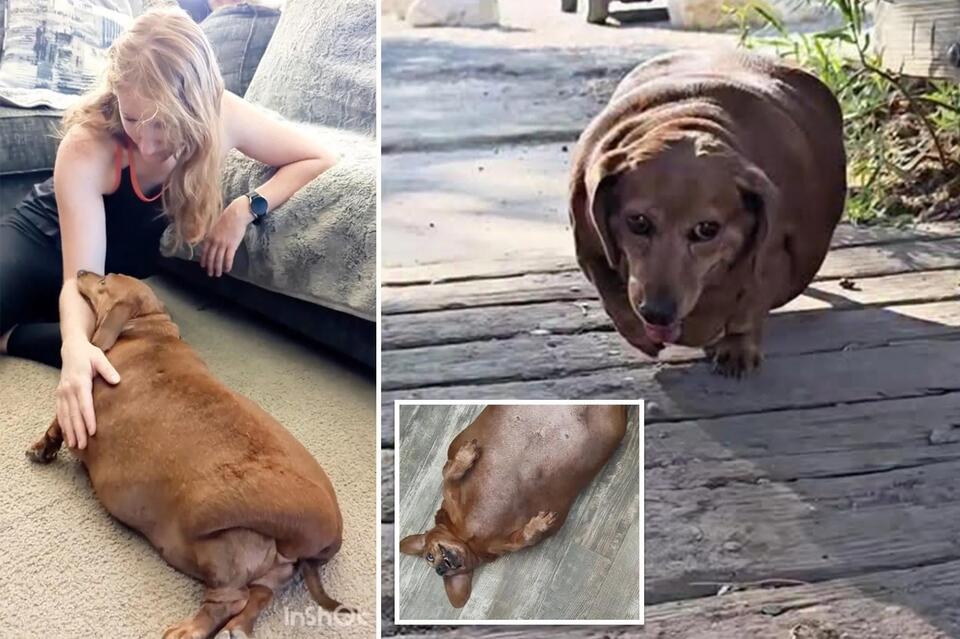 Daisy the Dachshund gets a second chance