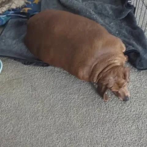 Daisy the Dachshund gets a second chance