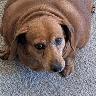 Daisy the Dachshund gets a second chance