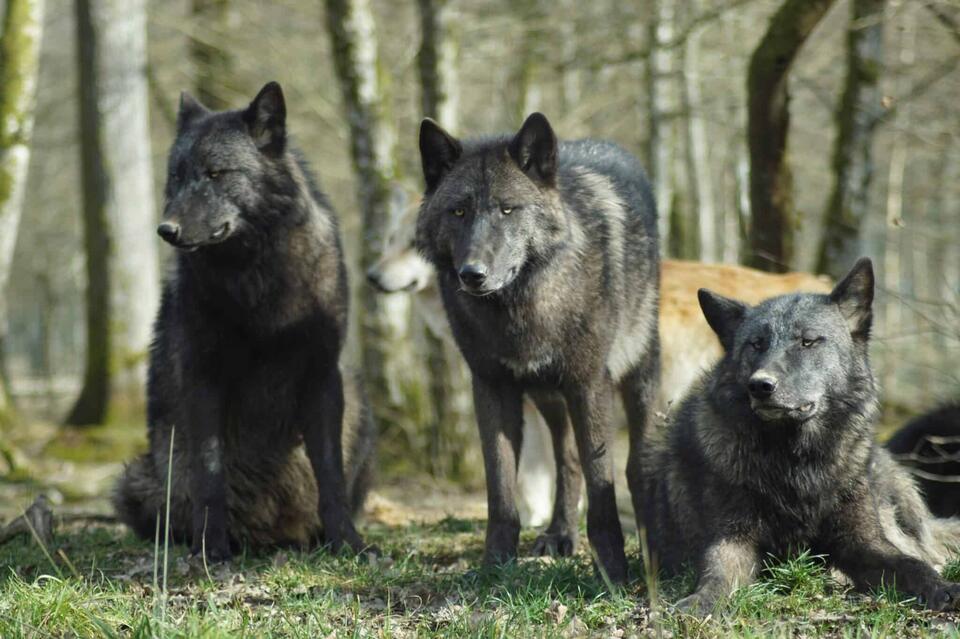 Found 42 Wolves. Still Feel Alone