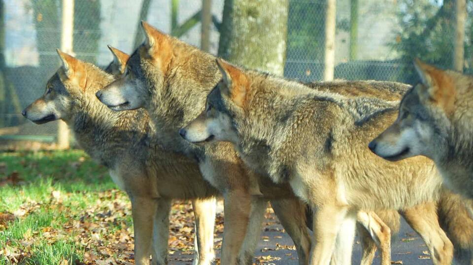 Found 42 Wolves. Still Feel Alone