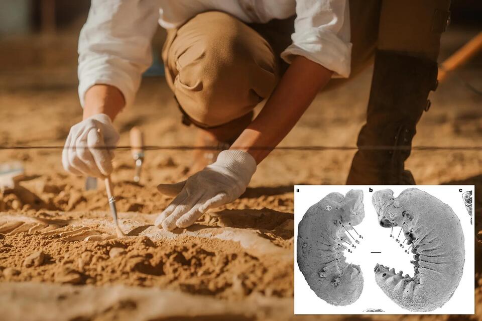 Fossil Reveal: 520-Million-Year-Old Brain?!