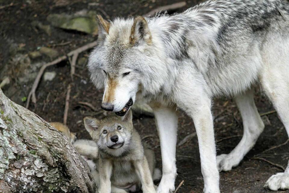 America’s Wolf Pack Just Leveled Up