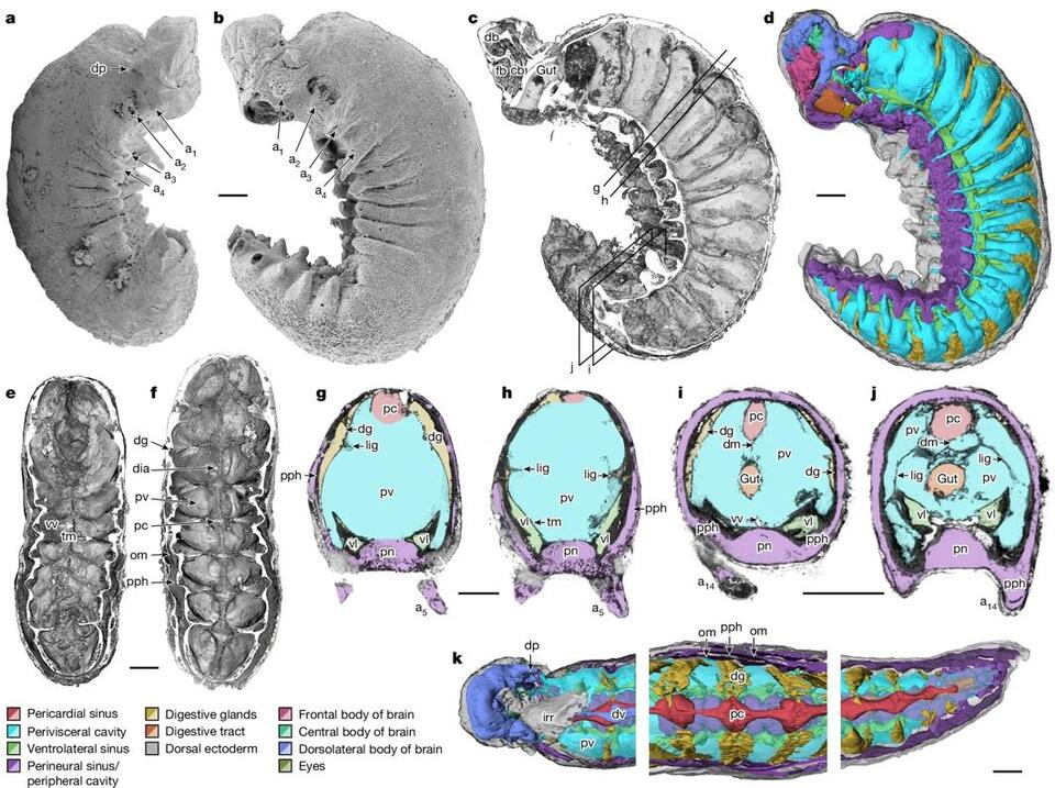 Fossil Reveal: 520-Million-Year-Old Brain?!