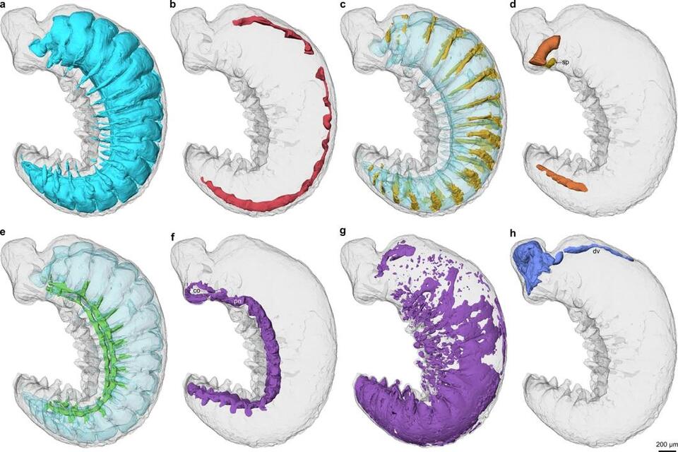 Fossil Reveal: 520-Million-Year-Old Brain?!