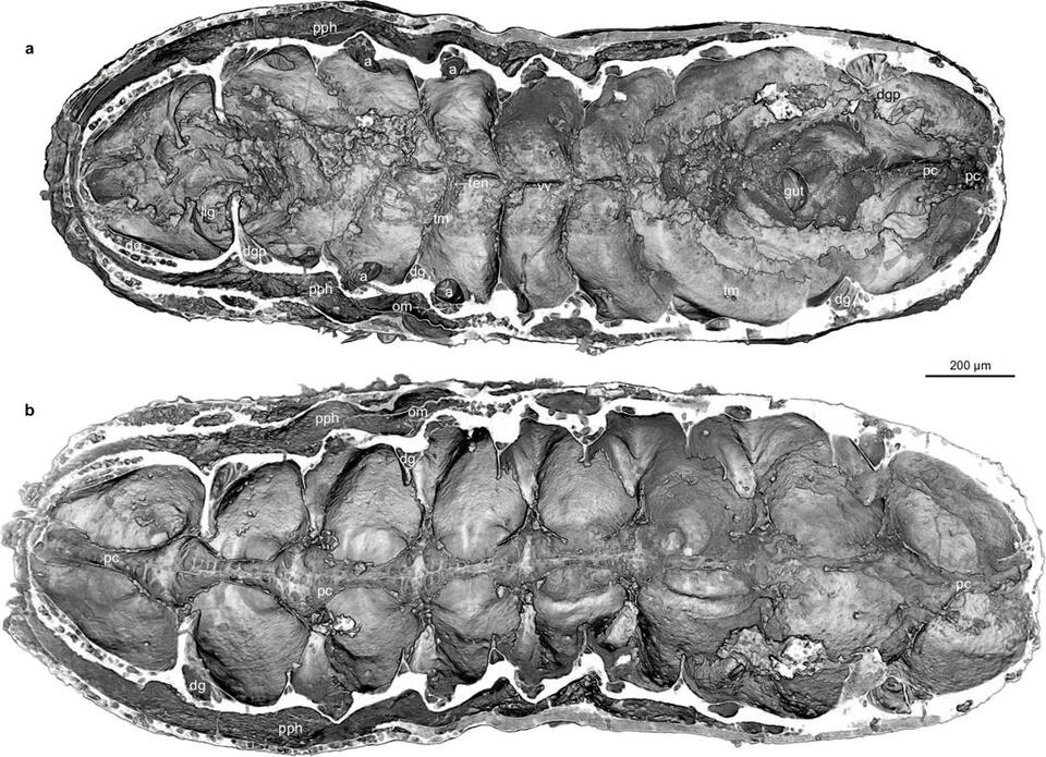 Fossil Reveal: 520-Million-Year-Old Brain?!