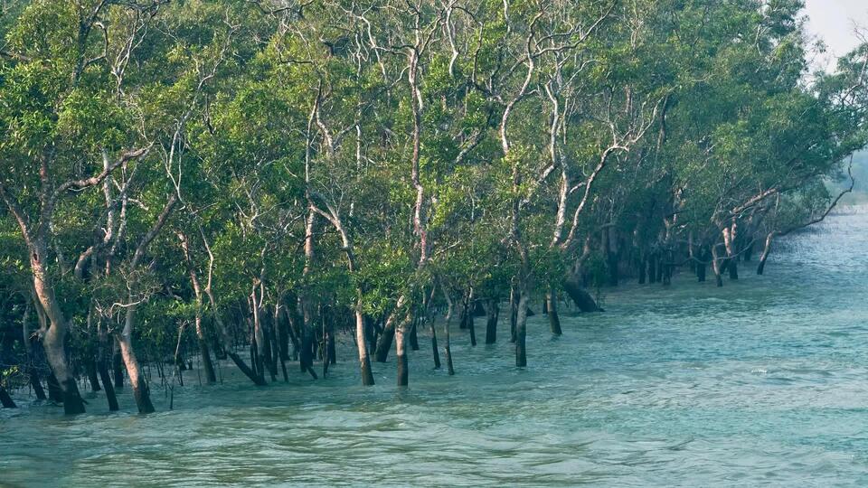 Sundarbans Sinking? Sea Levels Are Rising Fast