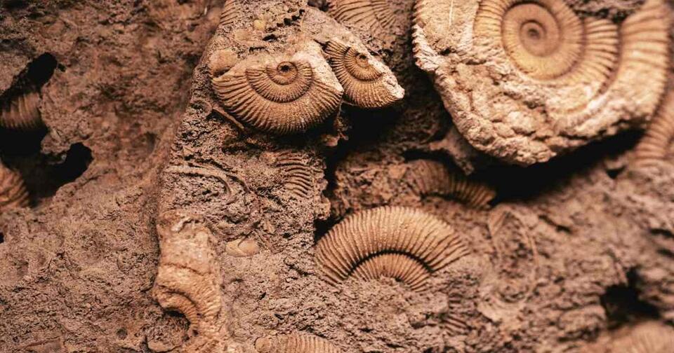 Fossil Found With 520-Million-Year-Old Brain?!