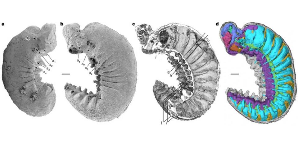The Fossil Was Perfect. I Wasn't
