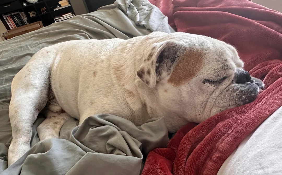 Walter’s post-breakfast slumber 💤