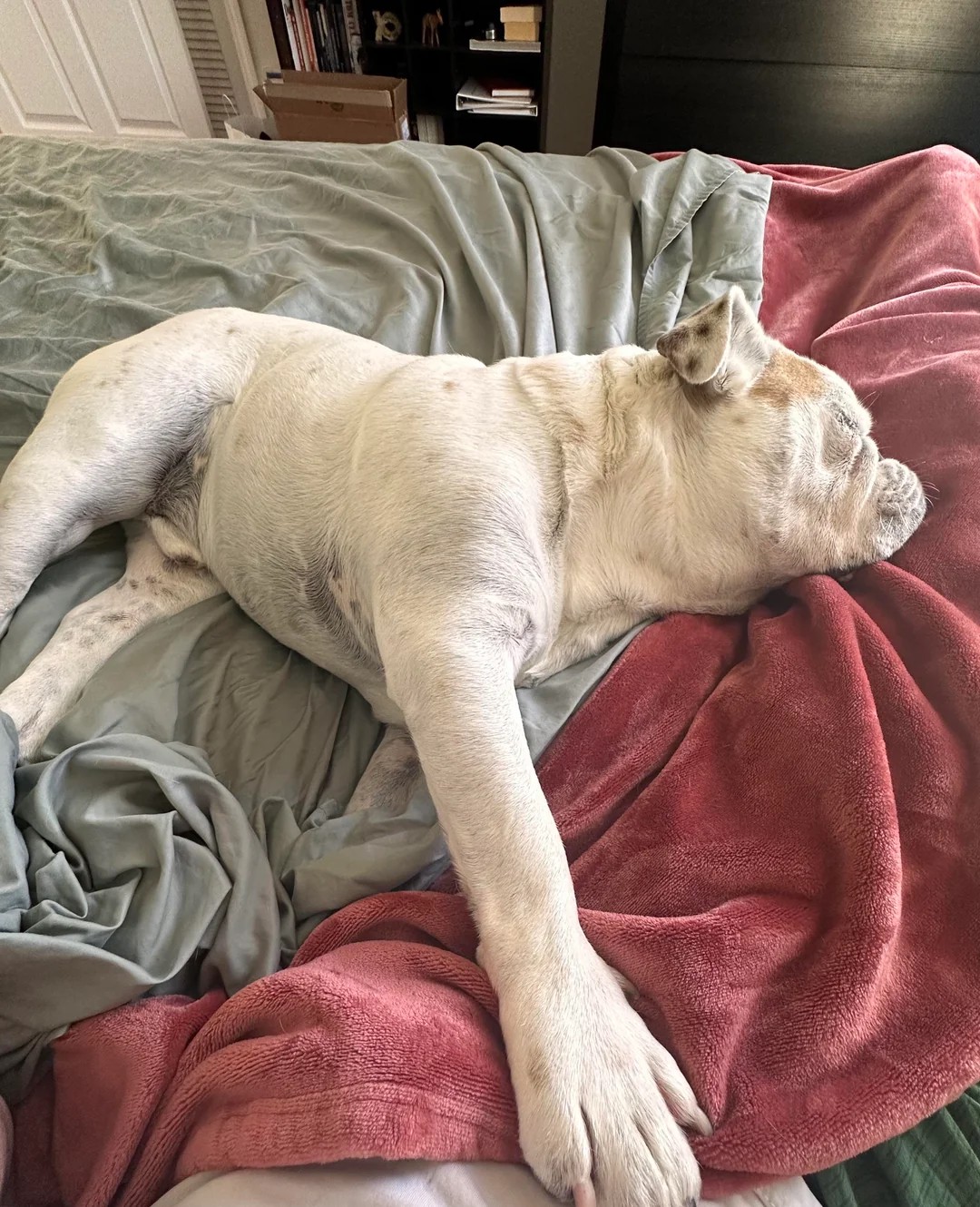Walter’s post-breakfast slumber 💤