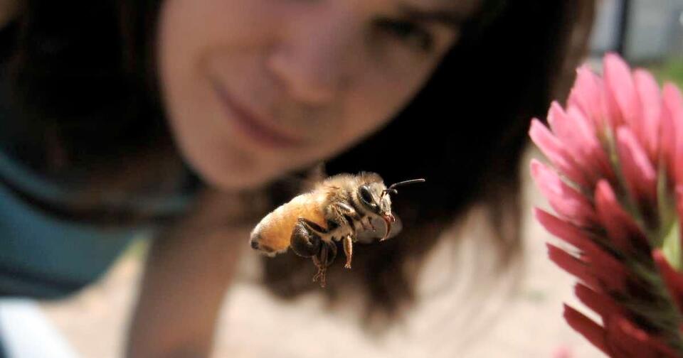 Bees Saved Her Life?!