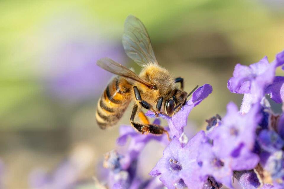 Bees Saved Her Life?!