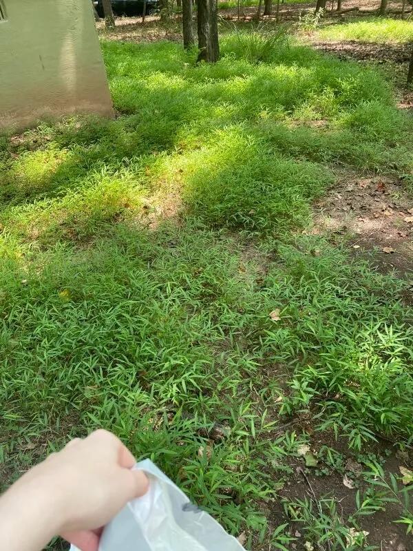 Japanese stiltgrass invades West Virginia yards