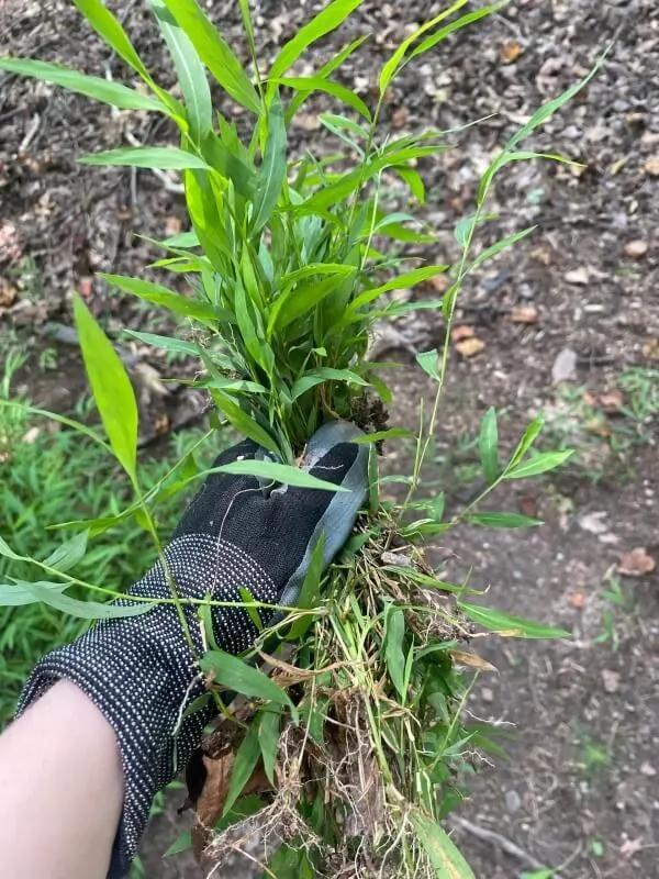 Japanese stiltgrass invades West Virginia yards