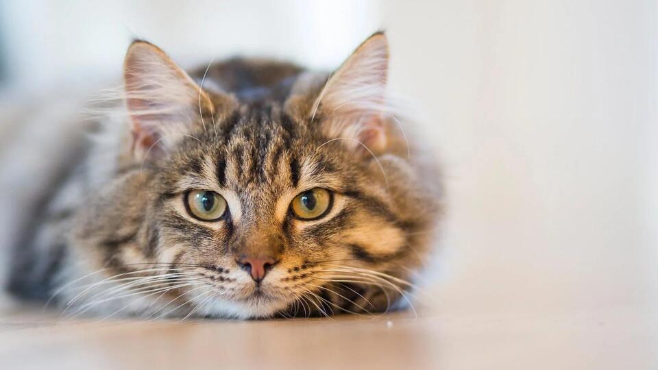 My Cat Just Stared Into My Soul—Why?