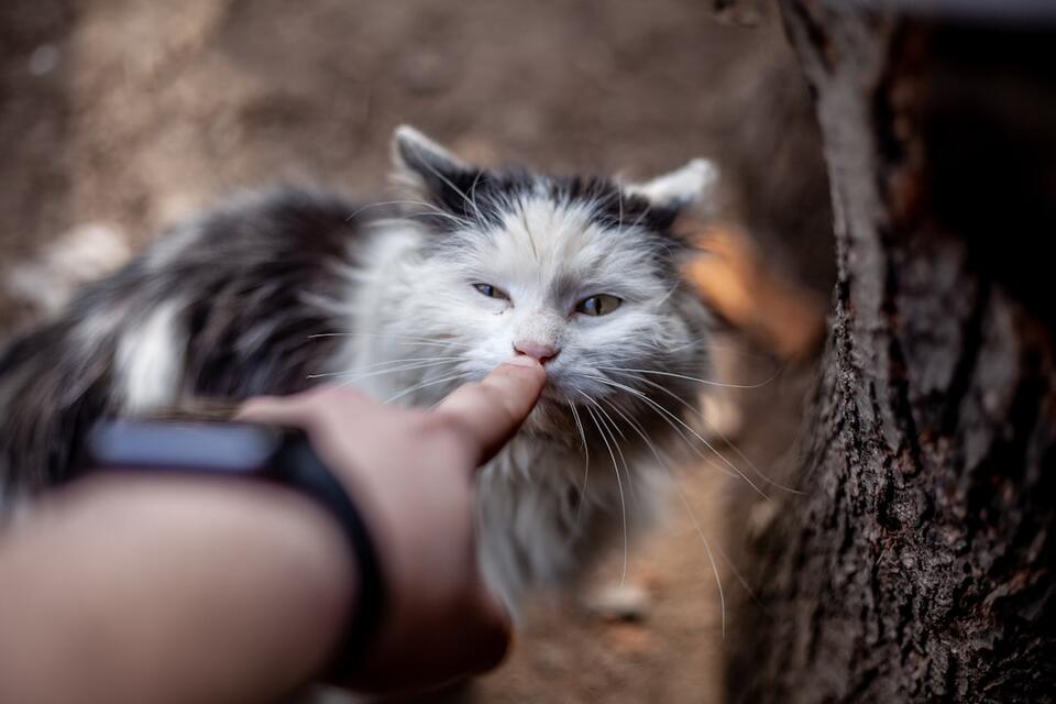 My Cat Just Stared Into My Soul—Why?