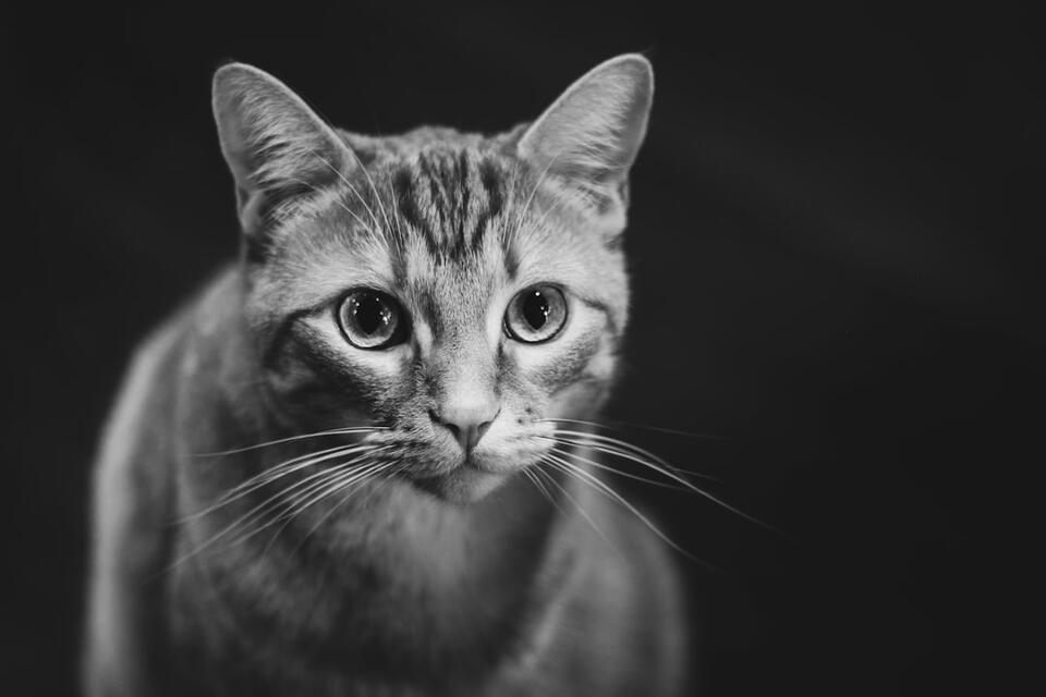 My Cat Just Stared Into My Soul—Why?