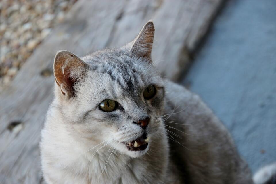 My Cat Just Stared Into My Soul—Why?