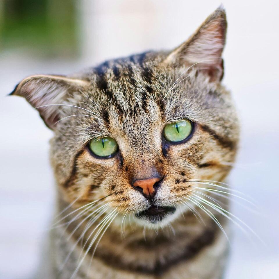 My Cat Just Stared Into My Soul—Why?