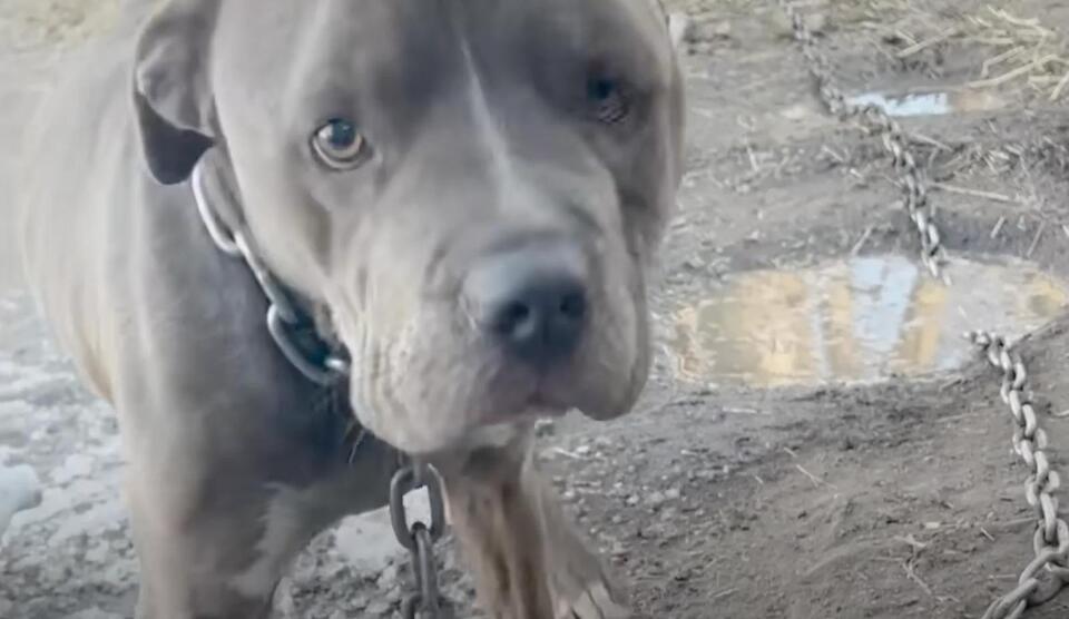 From chains to cuddles: Nico’s new life
