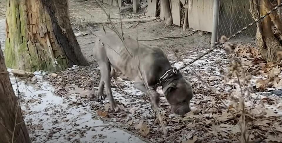 From chains to cuddles: Nico’s new life