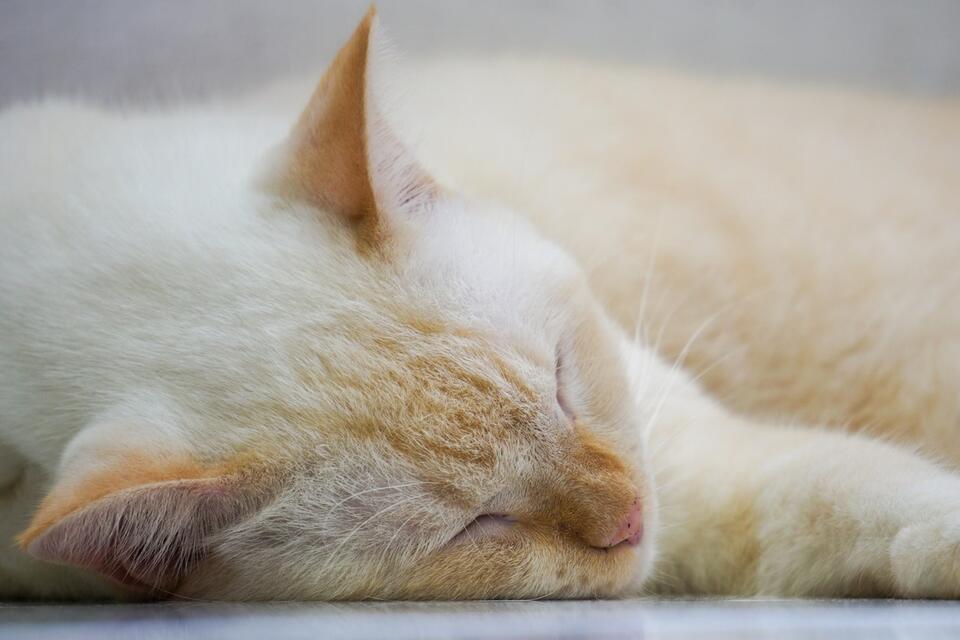 This Cat’s Nap Spot Is Next-Level Genius