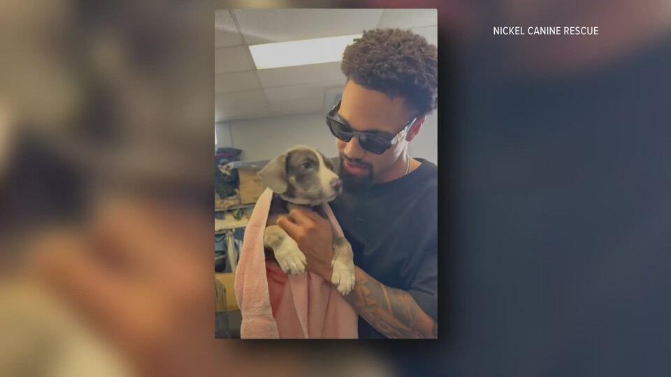 Buffalo’s Khalil Shakir gives 19 rescue dogs a fresh start