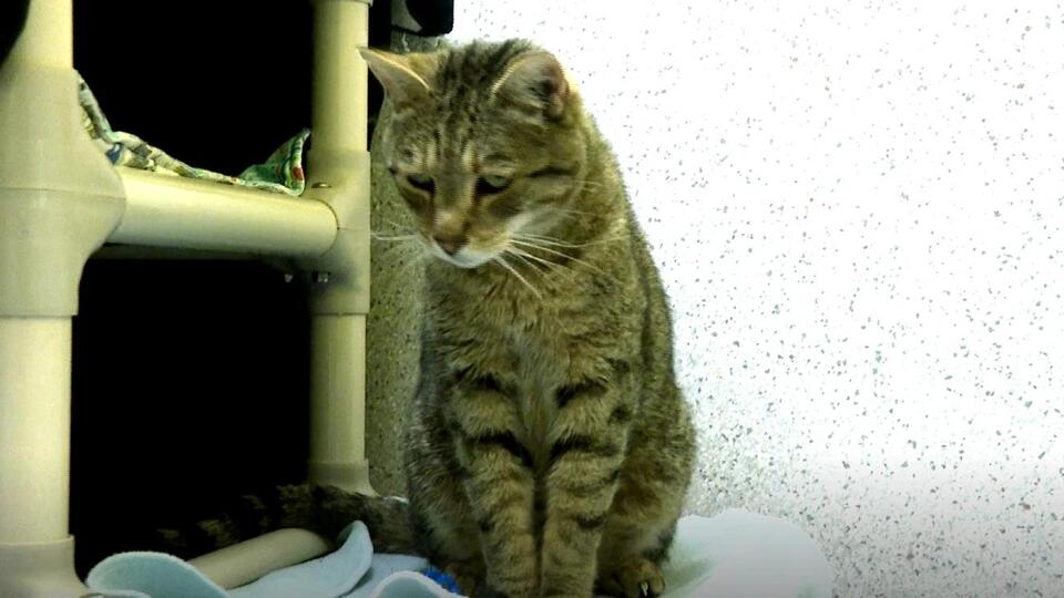 Meet Eugene’s chillest senior cat, Clyde!