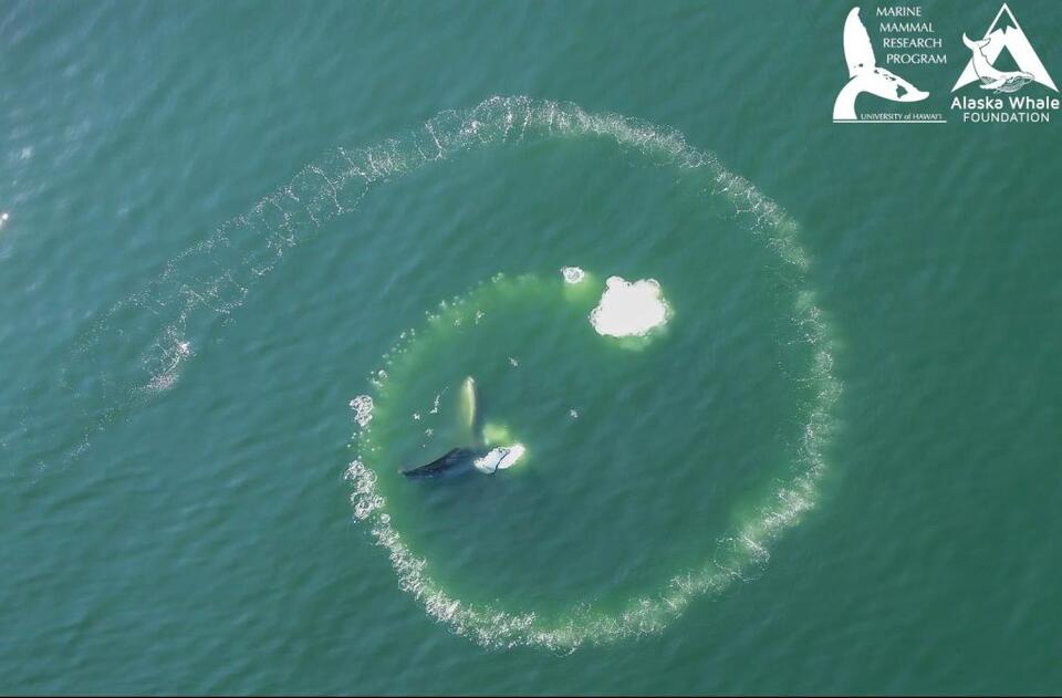 Humpbacks’ Bubble-Net Trick: Only They Can Do It!