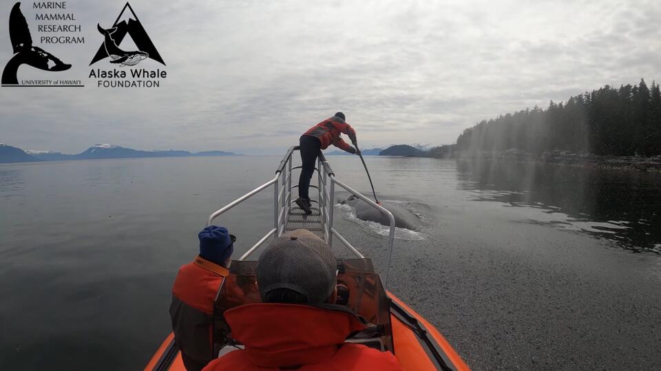 Humpbacks’ Bubble-Net Trick: Only They Can Do It!