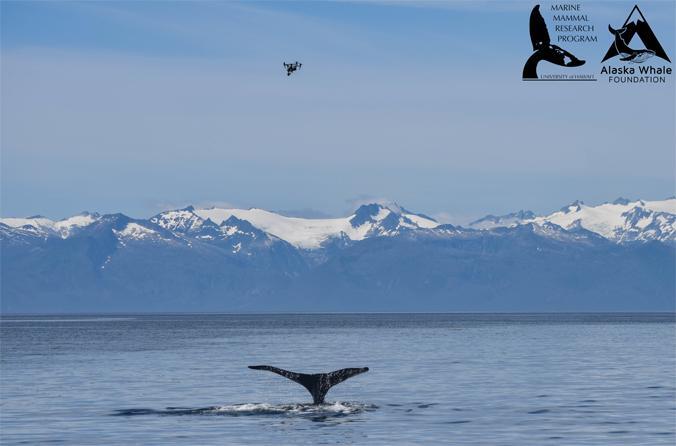 Humpbacks’ Bubble-Net Trick: Only They Can Do It!