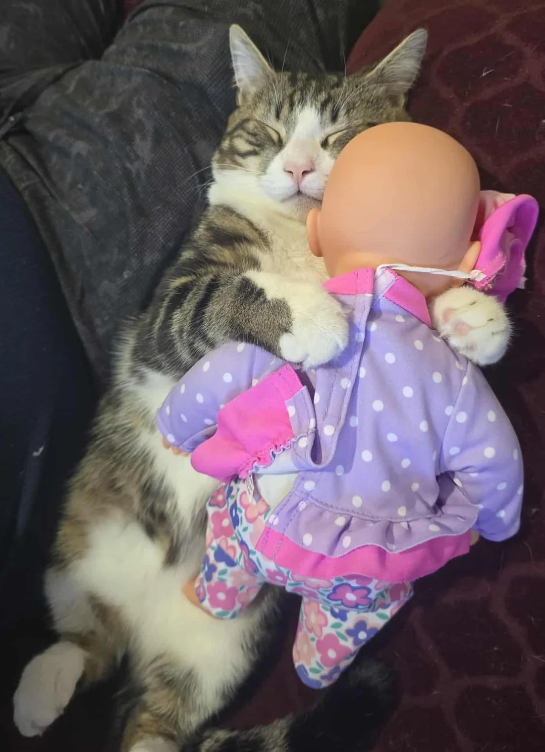Kitten + Doll = Nap Goals 🐾🛏️