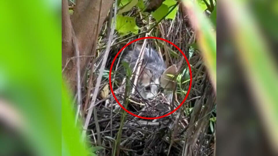 Kitten’s wild rescue in a Mississippi marsh